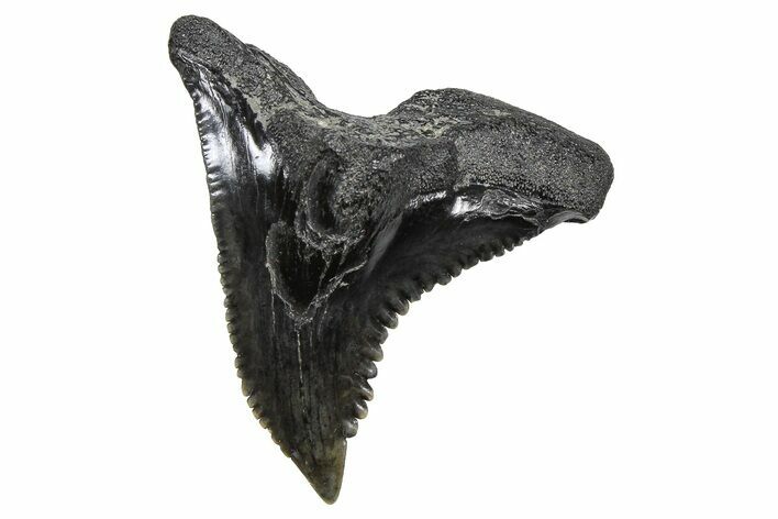 Large, Snaggletooth Shark (Hemipristis) Tooth - South Carolina #375861